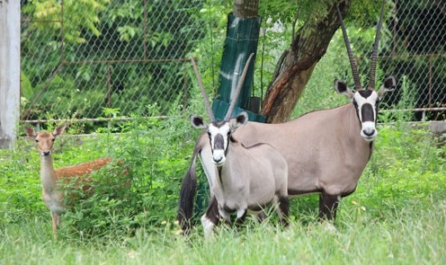 Tiết lộ về vườn thú ‘khủng’ của đại gia Lê Thanh Thản