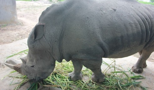 Tiết lộ về vườn thú ‘khủng’ của đại gia Lê Thanh Thản