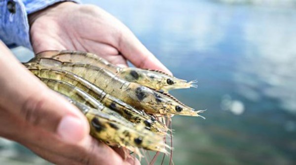 Những loại thuỷ sản Việt Nam “đốn tim” dân Mỹ, Nhật