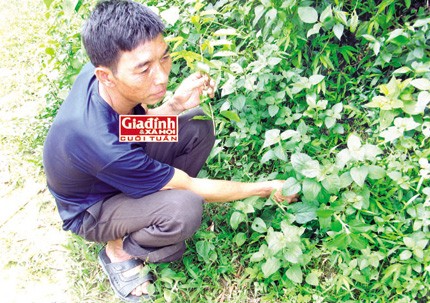 Phương pháp nối xương lạ kỳ 