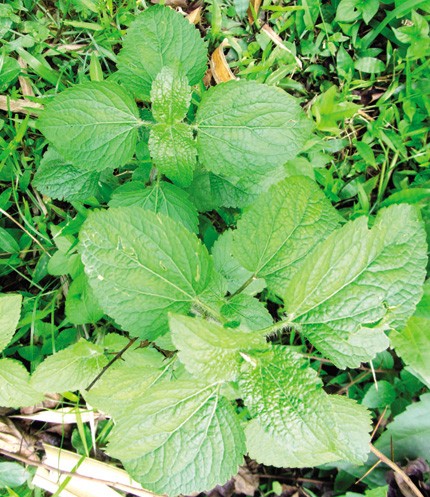 Phương pháp nối xương lạ kỳ 