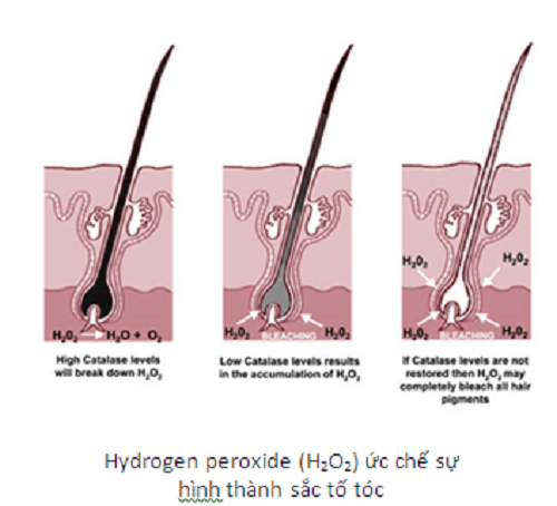 Không cần nhuộm tóc bạc sớm vẫn đen tự nhiên 