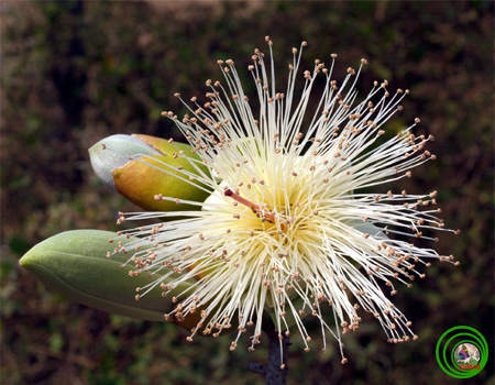 Si đỏ, gạo hoa trắng chữa ung thư giá chục triệu 1kg Si đỏ, gạo hoa trắng chữa ung thư giá chục triệu 1kg