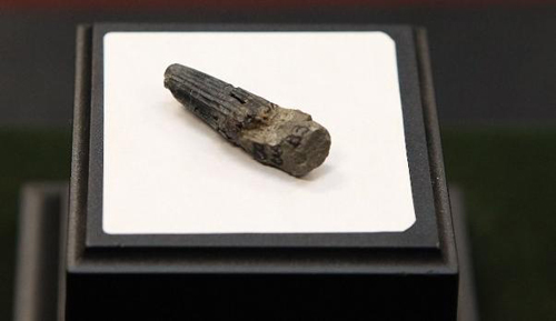 Lần đầu phát hiện hóa thạch khủng long ở Malaysia Lần đầu phát hiện hóa thạch khủng long ở Malaysia