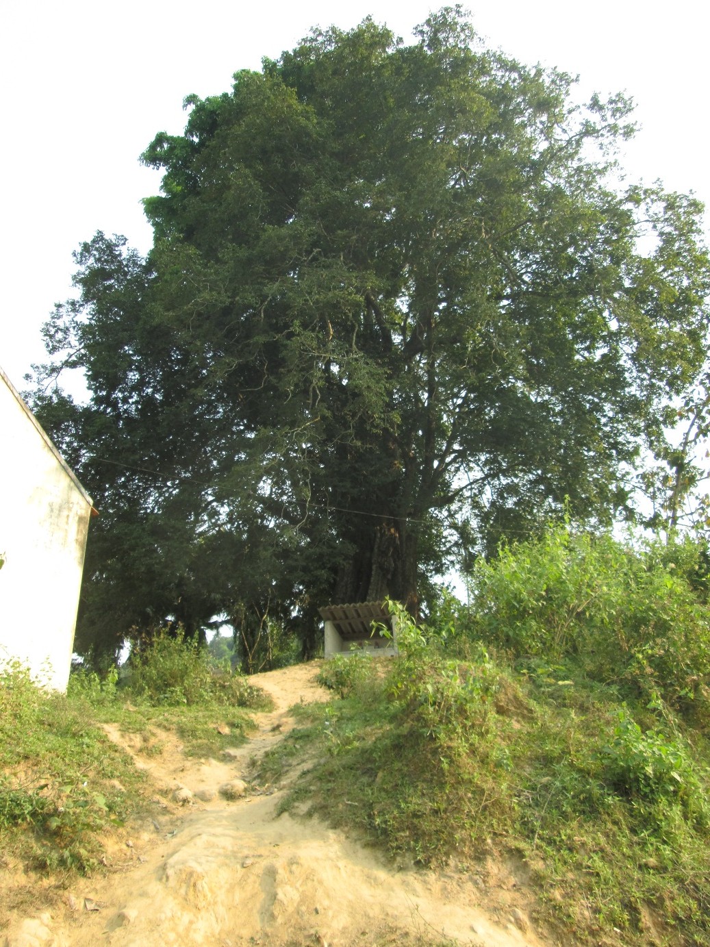 Bí ẩn về cây thị “cầu may” và lễ hội độc nhất vô nhị ở miền Tây x