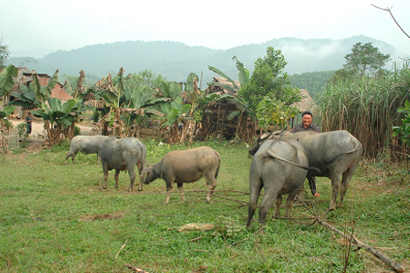 Câu chuyện hoàn lương của vợ chồng lâm tặc trở thành tỷ phú