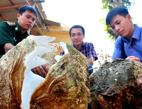 Đưa sò tượng quý hiếm vào bảo tàng thiên nhiên Việt Nam Đưa sò tượng quý hiếm vào bảo tàng thiên nhiên Việt Nam