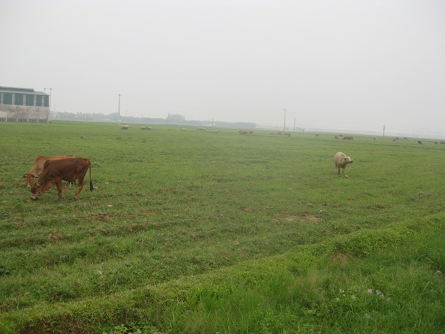 Thanh Hóa: “Tiền trảm, hậu tấu” để... “giữ chân” nhà đầu tư