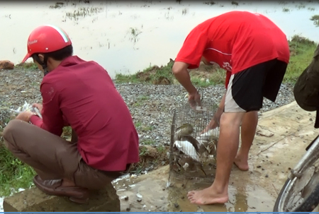 Săn chim trời, nhiều người bị cò mổ mất mắt