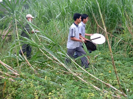 Voi rừng về làng, giày xéo hoa màu của người dân