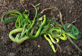 Video: Người dân Khánh Sơn không còn bất an bởi rắn lục đuôi đỏ