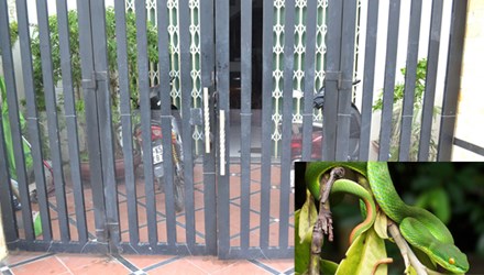 Chuyên gia lí giải hiện tượng bùng phát rắn lục đuôi đỏ