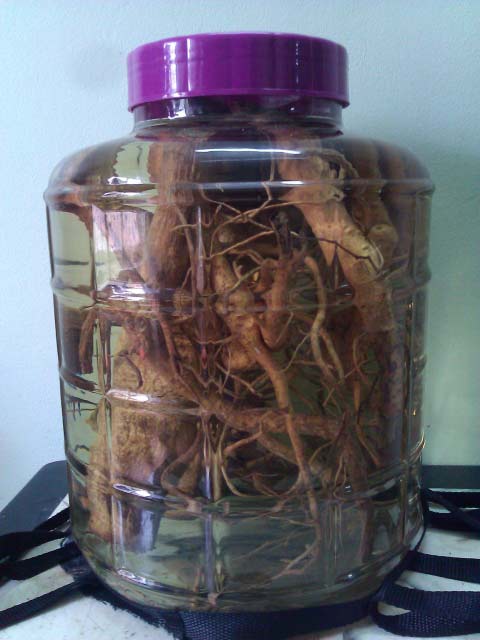 Cùng uống rượu ngâm rễ cây, 1 người chết, 1 người nguy kịch