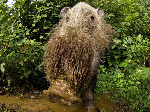 Những động vật có bộ ria kỳ lạ