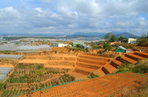 Ngắm ruộng bậc thang trong lòng thành phố Đà Lạt