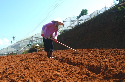 Ngắm ruộng bậc thang trong lòng thành phố Đà Lạt