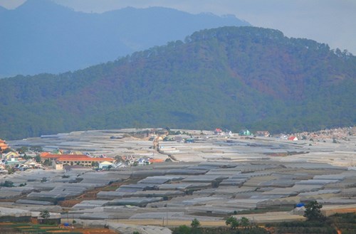 Ngắm ruộng bậc thang trong lòng thành phố Đà Lạt