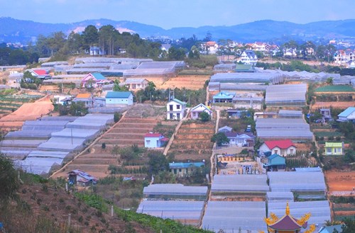 Ngắm ruộng bậc thang trong lòng thành phố Đà Lạt