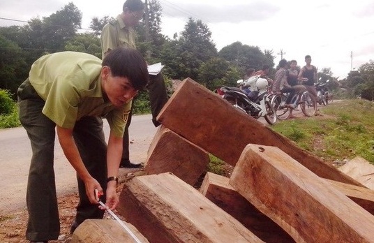 Thu giữ 30 thanh gỗ ngụy trang dưới tán cây rừng Thu giữ 30 thanh gỗ ngụy trang dưới tán cây rừng