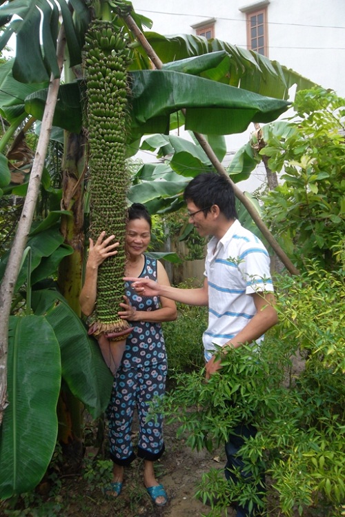 Lại xuất hiện cây chuối hàng trăm nải