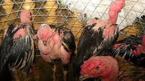 Triệt phá ổ chọi gà đánh bạc, tạm giữ 94 đối tượng Triệt phá ổ chọi gà đánh bạc, tạm giữ 94 đối tượng