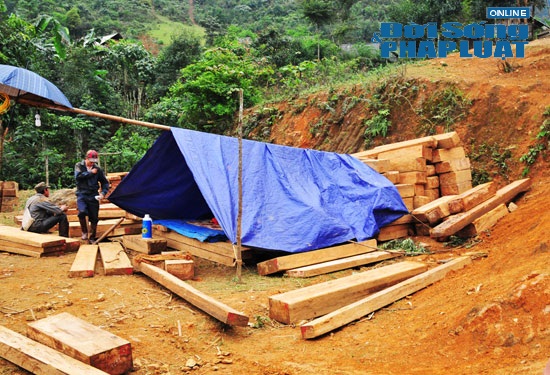 Nghệ An: Lâm tặc ồ ạt tàn sát gỗ Pơmu