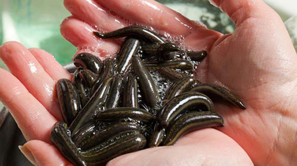 “Cơn sốt” đỉa trở lại với giá hơn nửa triệu đồng 1kg “Cơn sốt” đỉa trở lại với giá hơn nửa triệu đồng 1kg