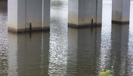 Phát hiện xác chết nổi dưới chân cầu Bạch Hổ