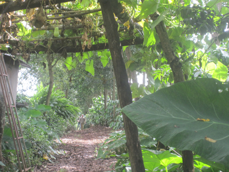 Bí ẩn xác chết một phụ nữ trong rẫy cà phê