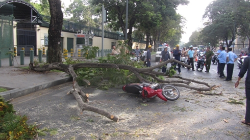 TP.HCM: Hút chết vì cành cây lim cổ thụ rơi giữa đường