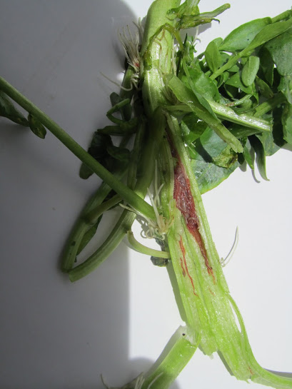 Phát hoảng với rau cải xoong có sán