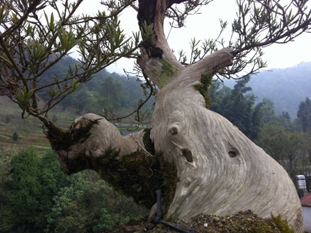 Lên đỉnh phan-xi-phăng... săn cây tùng cổ