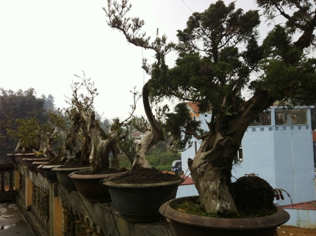 Lên đỉnh phan-xi-phăng... săn cây tùng cổ