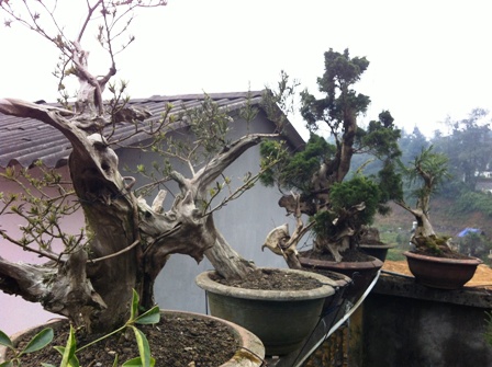 Lên đỉnh phan-xi-phăng... săn cây tùng cổ