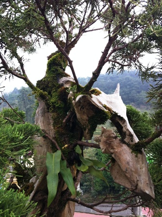 Lên đỉnh phan-xi-phăng... săn cây tùng cổ