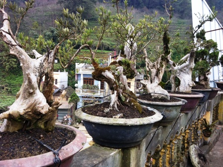 Lên đỉnh phan-xi-phăng... săn cây tùng cổ