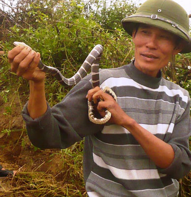 Chuyện chưa kể về những người săn rắn độc xứ Kinh Bắc