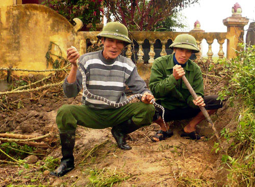 Chuyện chưa kể về những người săn rắn độc xứ Kinh Bắc