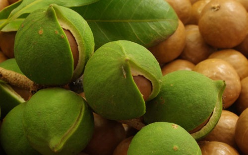 Ông chủ Ngân hàng và bà chủ sữa cùng muốn gây dựng Tây Nguyên