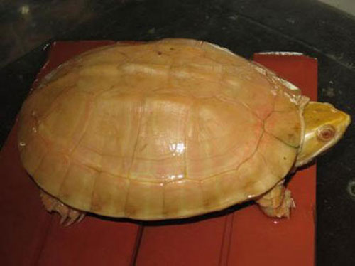 Thú săn đồ ăn độc,đắt tiền của các đại gia