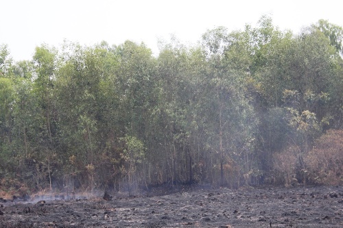 TP.HCM: Cháy lớn gần rừng phòng hộ huyện Bình Chánh