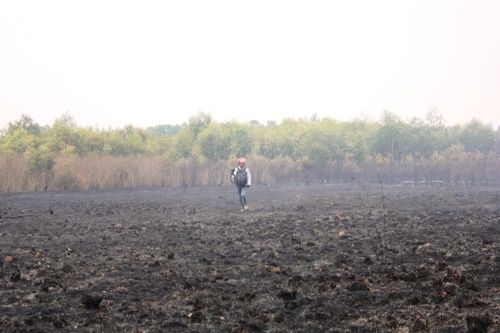 TP.HCM: Cháy lớn gần rừng phòng hộ huyện Bình Chánh