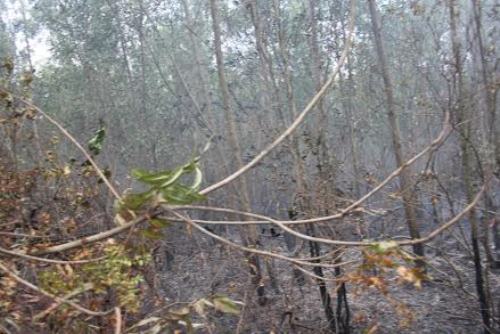 TP.HCM: Cháy lớn gần rừng phòng hộ huyện Bình Chánh