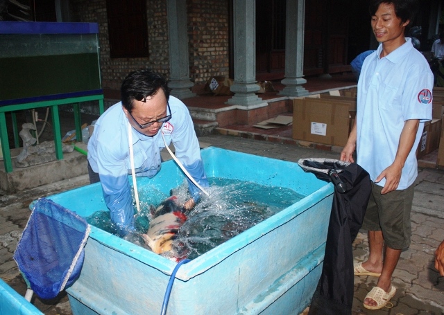 Cá Koi giá ngàn đồ:  “Quốc ngư” Nhật Bản về Sài Gòn
