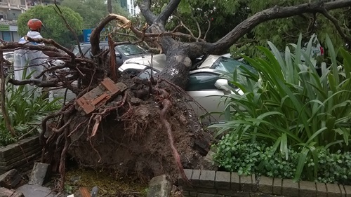 Cây xanh đè 4 ô tô giữa trung tâm Sài Gòn, nhiều người thoát chết