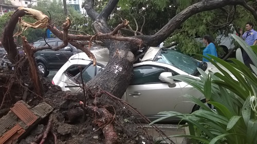 Cây xanh đè 4 ô tô giữa trung tâm Sài Gòn, nhiều người thoát chết