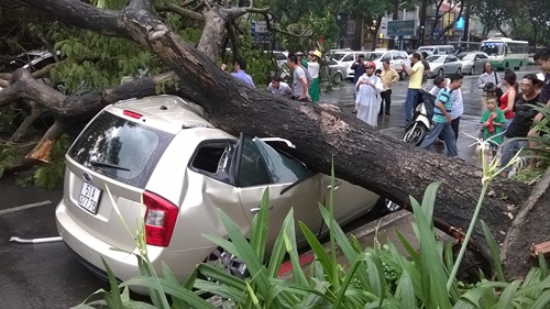 Cây xanh đè 4 ô tô giữa trung tâm Sài Gòn, nhiều người thoát chết