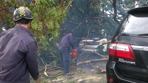 Cây xanh đè 4 ô tô giữa trung tâm Sài Gòn, nhiều người thoát chết