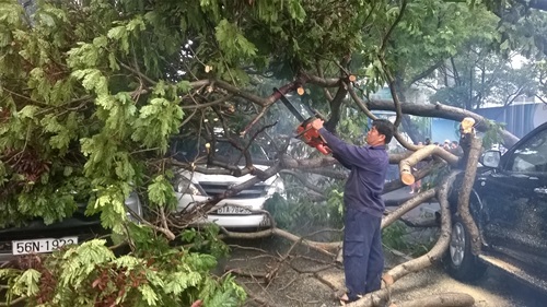 Cây xanh đè 4 ô tô giữa trung tâm Sài Gòn, nhiều người thoát chết