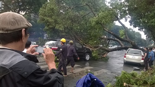 Cây xanh đè 4 ô tô giữa trung tâm Sài Gòn, nhiều người thoát chết